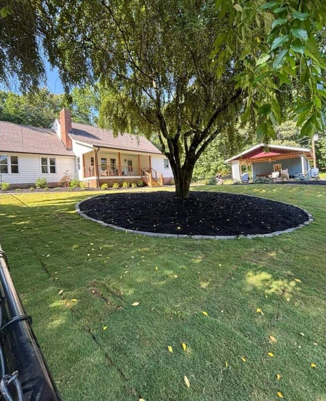 Fresh sod install with mulched tree ring